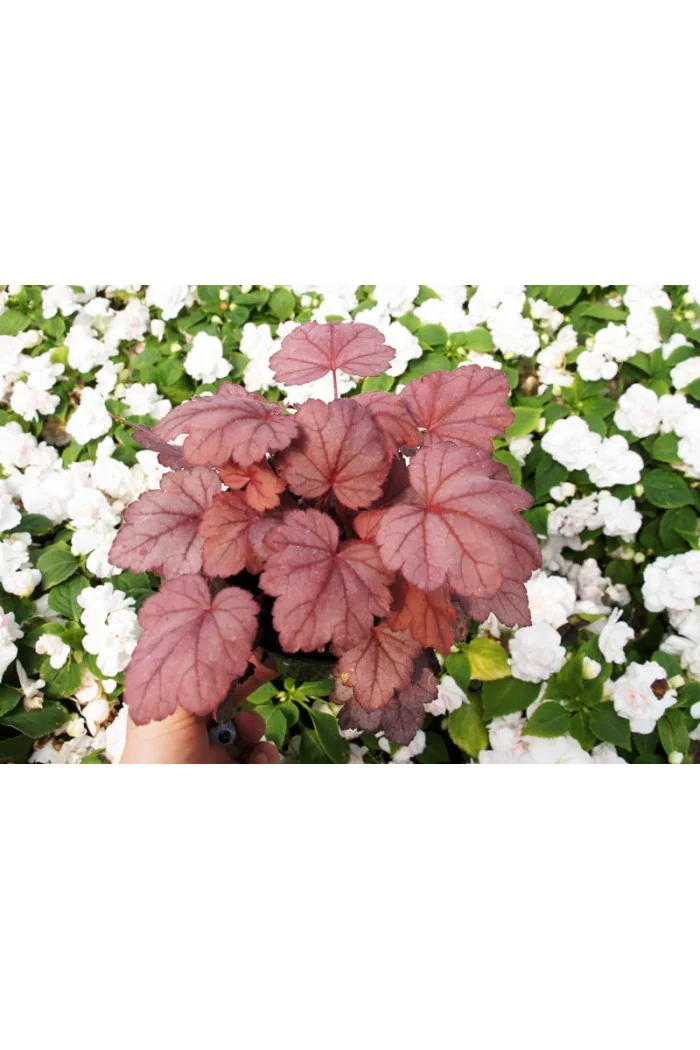 Żurawka 'Grape Soda' | Heuchera