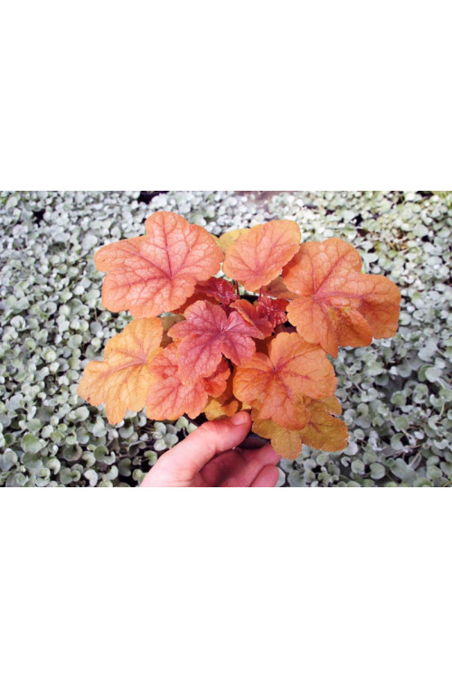 Żuraweczka 'Buttered Rum' | Heucherella