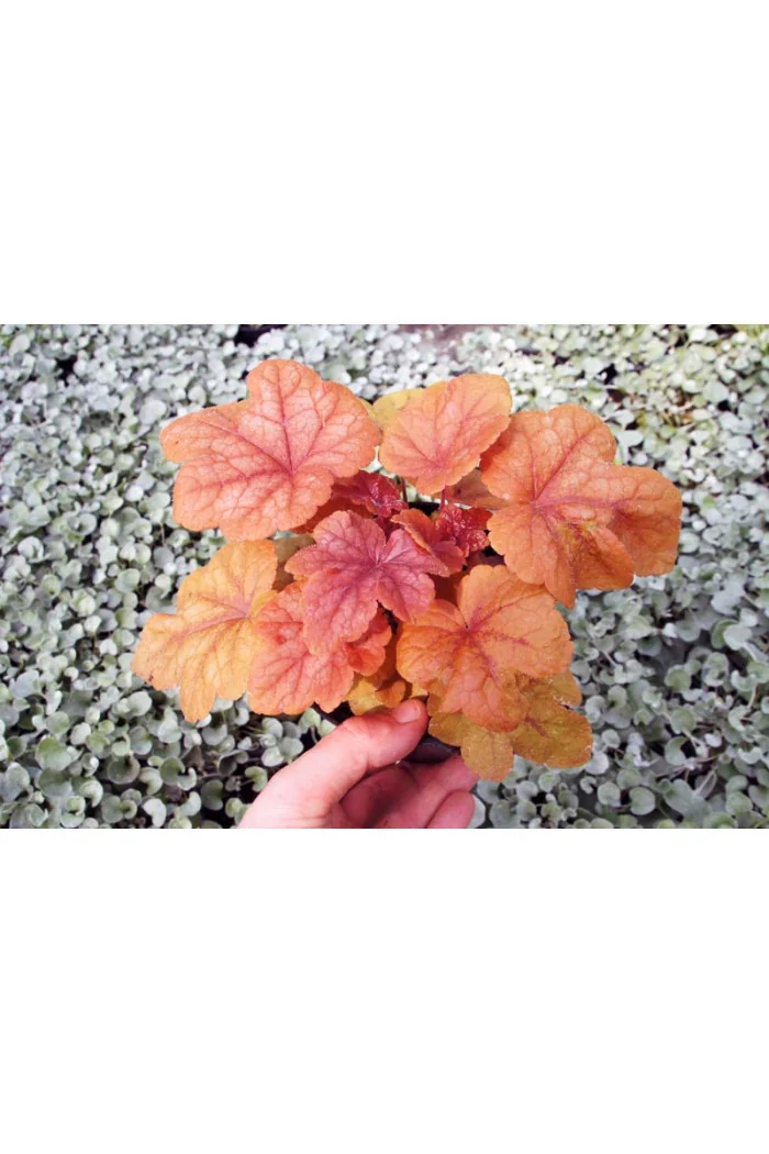 Żuraweczka 'Buttered Rum' | Heucherella