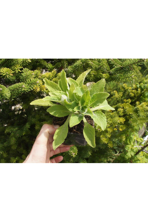 Naparstnica purpurowa 'Snow Timble' Digitalis purpurea