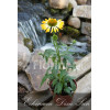 Jeżówka 'Dixie Sun' Echinacea