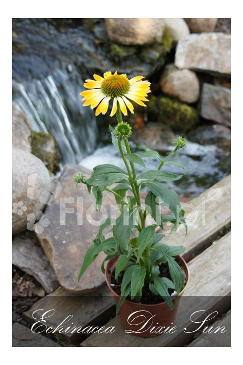 Jeżówka 'Dixie Sun' Echinacea