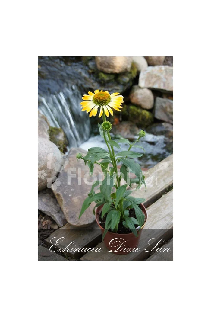 Jeżówka 'Dixie Sun' Echinacea