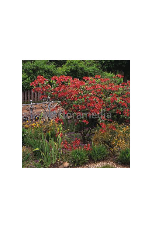 Azalia wielkokwiatowa 'Tunis' Rhododendron