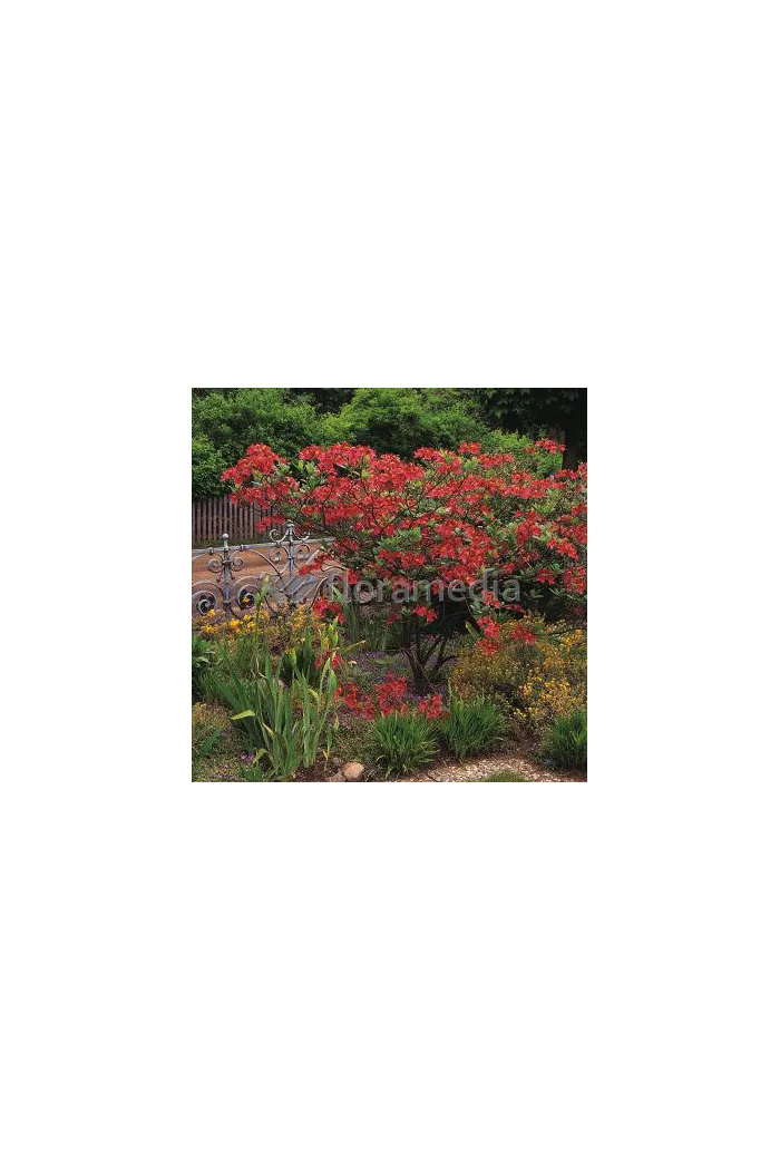 Azalia wielkokwiatowa 'Tunis' Rhododendron