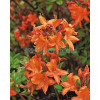 Azalia wielkokwiatowa 'Speak's Orange' Rhododendron