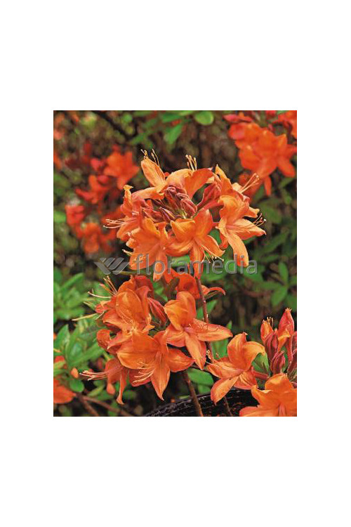 Azalia wielkokwiatowa 'Speak's Orange' Rhododendron