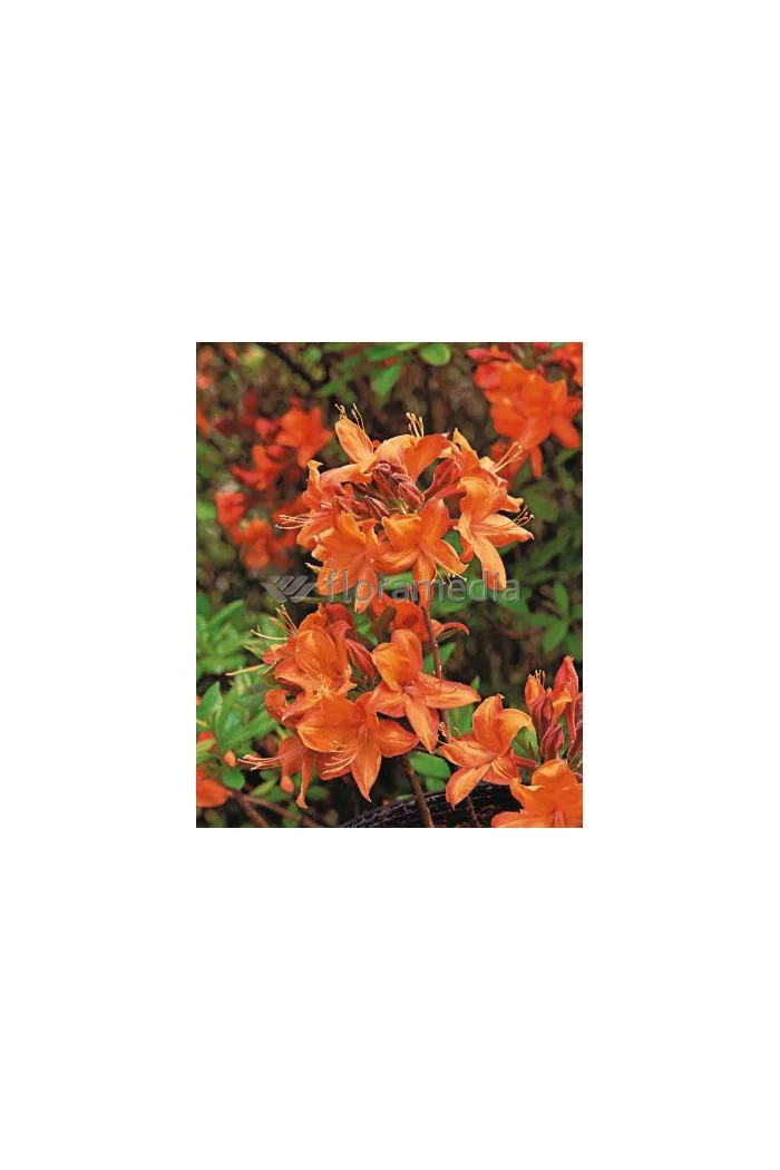 Azalia wielkokwiatowa 'Speak's Orange' Rhododendron