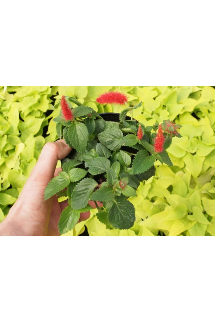 Pokrzywiec (kocie ogony) | Acalypha