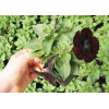 Sweetunia 'Black Mamba' div class'lat' Sweetunia /div