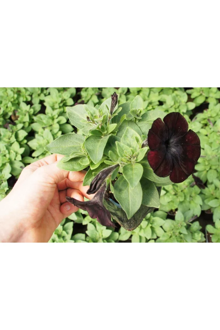 Sweetunia 'Black Mamba' div class'lat' Sweetunia /div