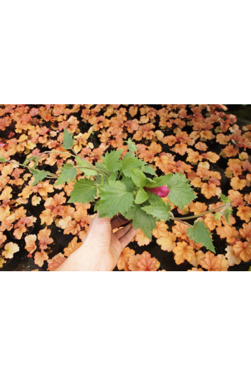 Lofos 'Wine Red' | Lophospermum erubescens