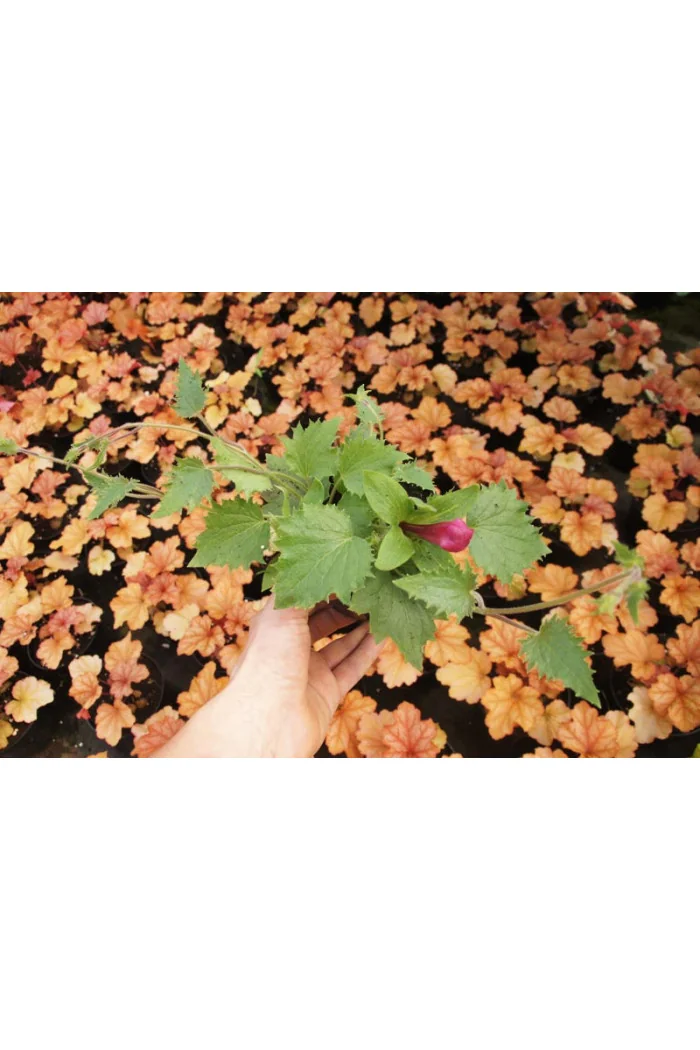 Lofos 'Wine Red' | Lophospermum erubescens