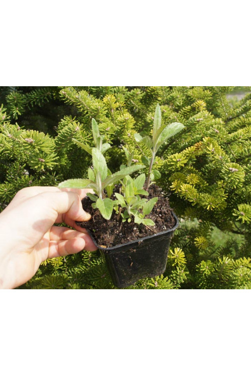 Przetacznik długolistny Veronica longifolia