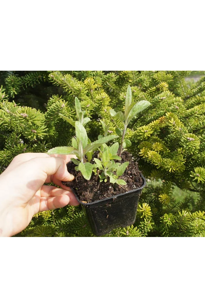 Przetacznik długolistny Veronica longifolia