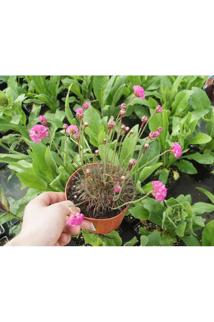 zawciąg, zawciąg Armanda White, armeria