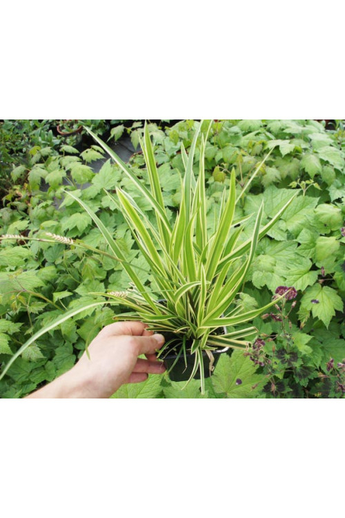 Turzyca Morrowa 'Goldband' | Carex morrowii