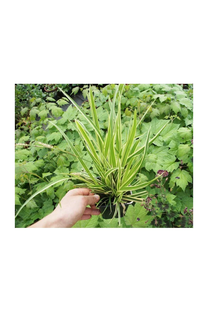 Turzyca Morrowa 'Goldband' | Carex morrowii