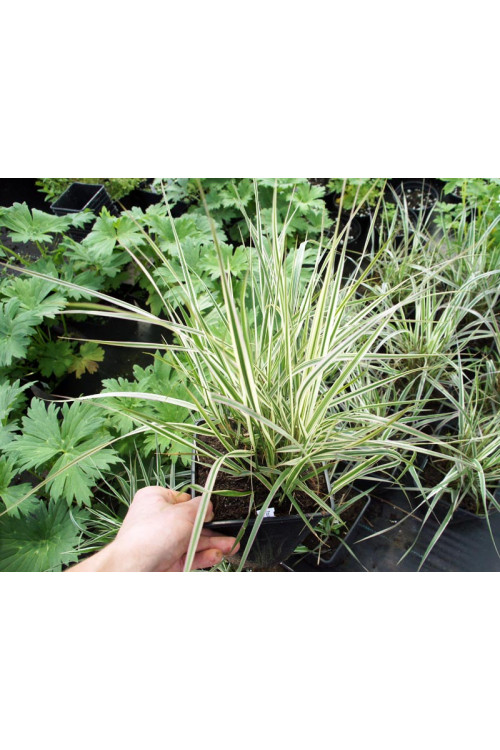 Trzcinnik ostrokwiatowy 'Overdam' | Calamagrostis x acutiflora