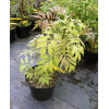 Bez koralowy 'Sutherland Gold' | Sambucus racemosa
