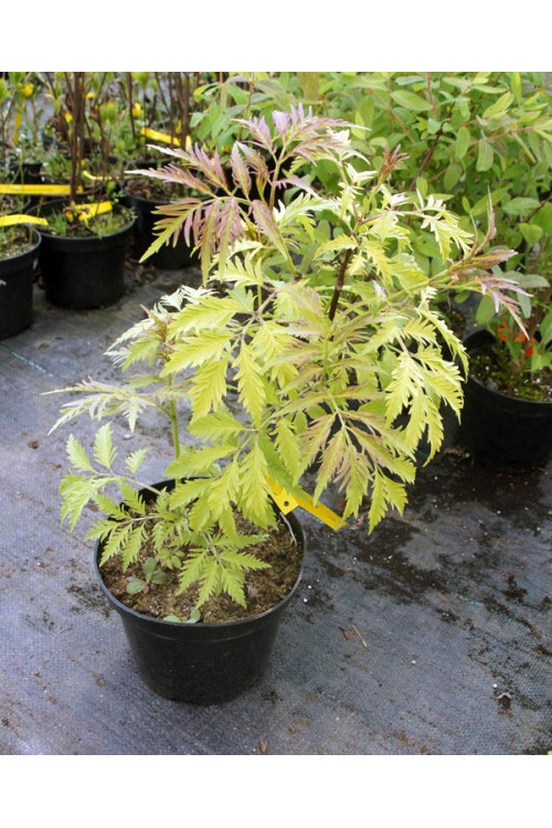 Bez koralowy 'Sutherland Gold' | Sambucus racemosa
