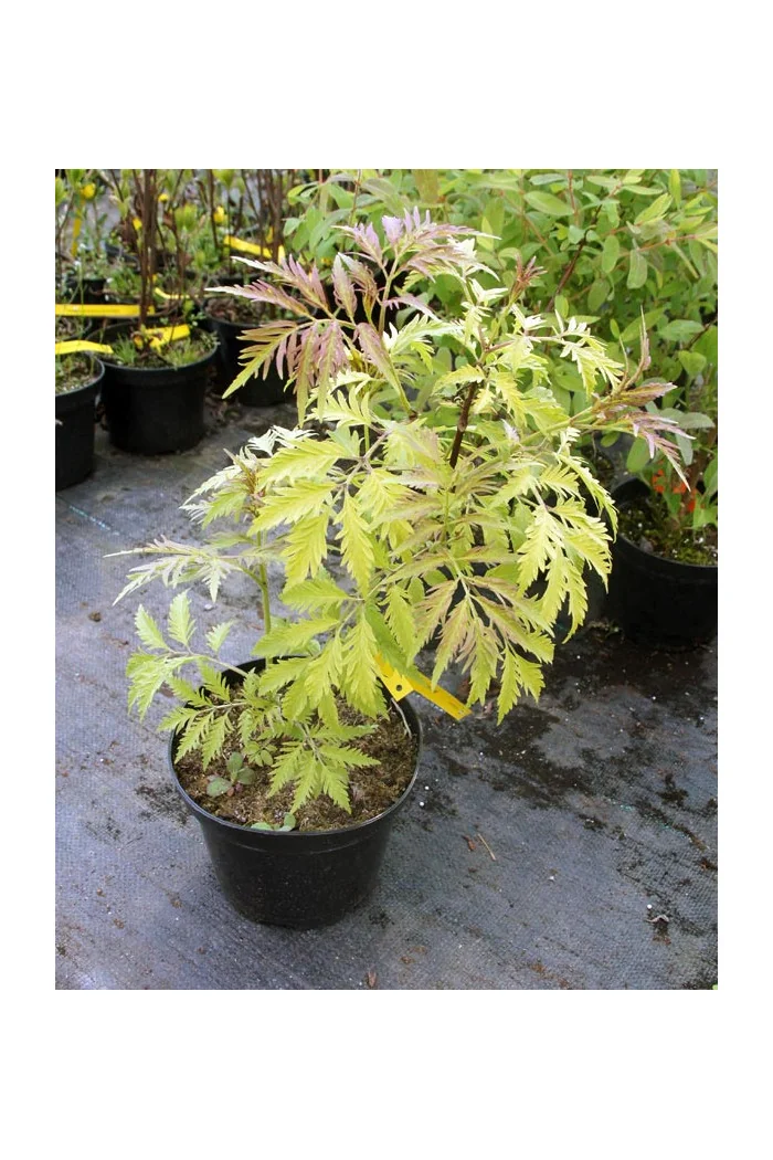 Bez koralowy 'Sutherland Gold' | Sambucus racemosa