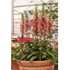 Naparstnica 'Illumination Pink' div class'lat' Digitalis /div