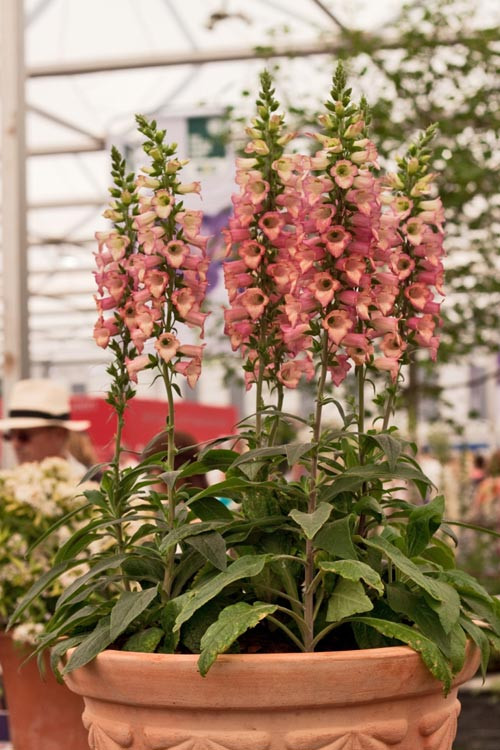 Naparstnica 'Illumination Pink' div class'lat' Digitalis /div