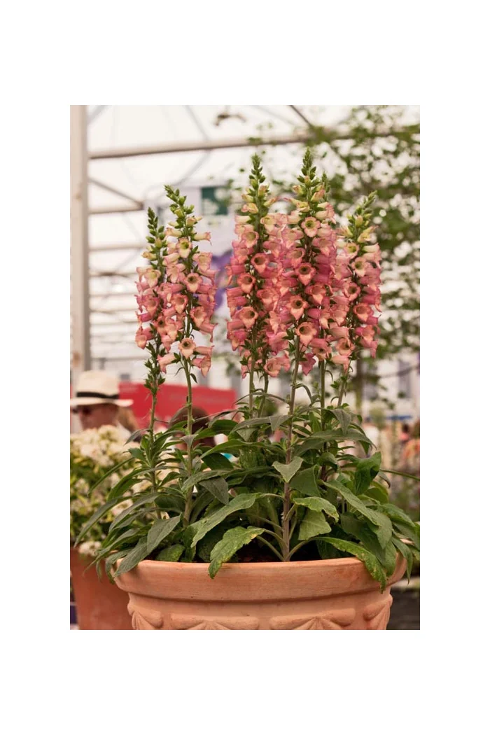 Naparstnica 'Illumination Pink' div class'lat' Digitalis /div