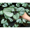 Brunnera sercolistna 'Looking Glass'| Brunnera macrophylla