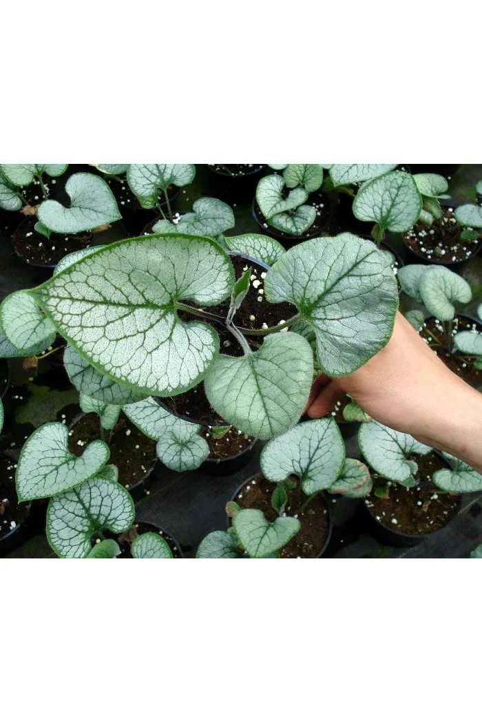 Brunnera sercolistna 'Looking Glass'| Brunnera macrophylla