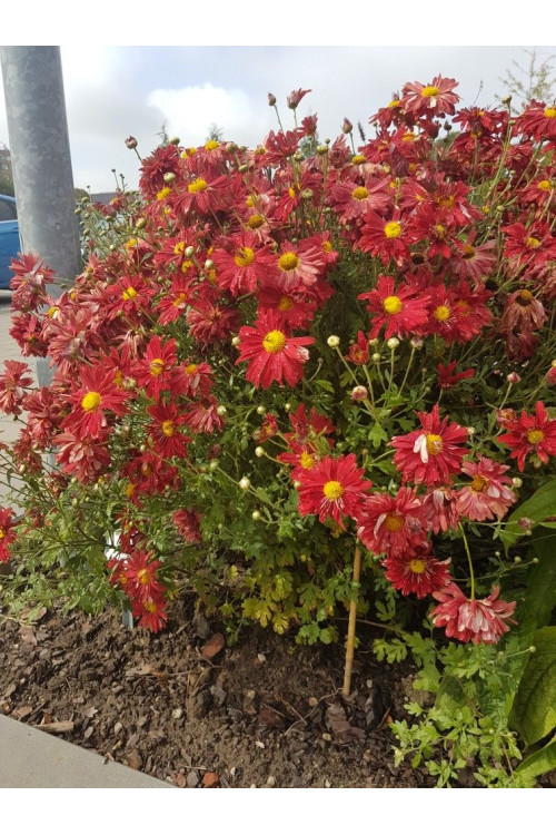 Złocień czerwonawy 'Duchess of Edinburgh' | Chrysanthemum rubellum
