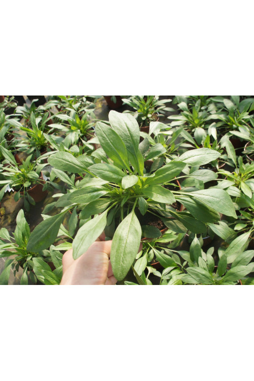 Nachyłek 'Star Cluster' | Coreopsis