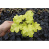 Żurawka 'Lime Ruffles' Heuchera