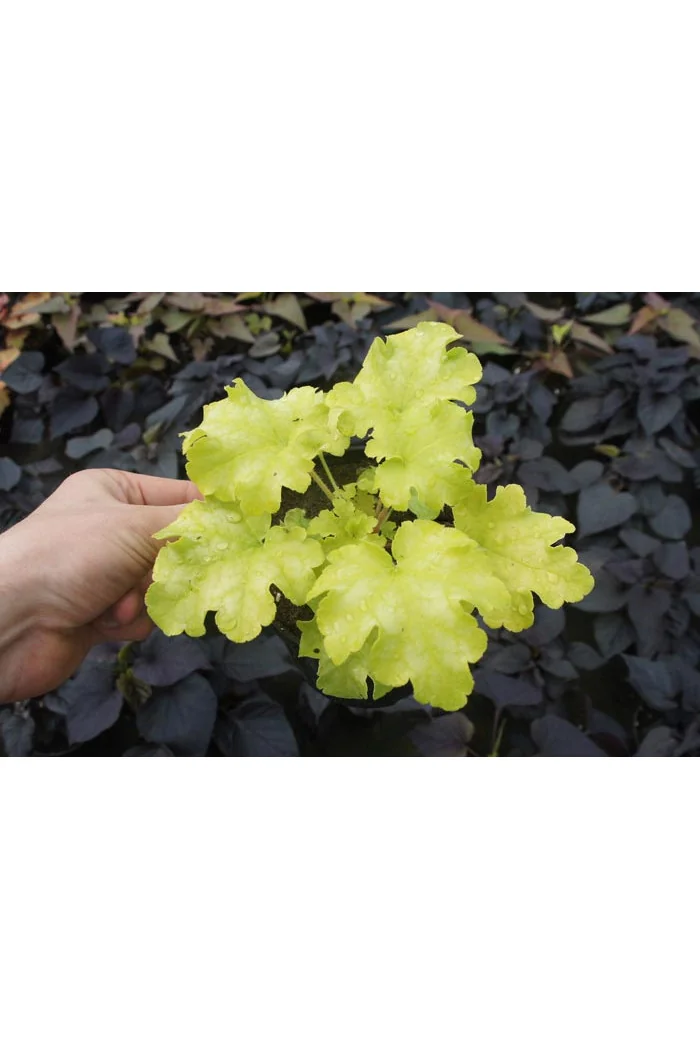 Żurawka 'Lime Ruffles' Heuchera