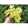 Żuraweczka 'Mojito'| Heucherella