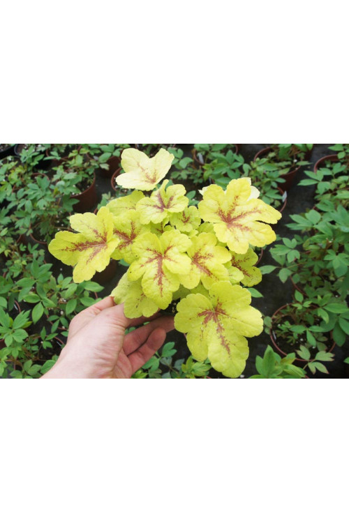 Żuraweczka 'Mojito'| Heucherella