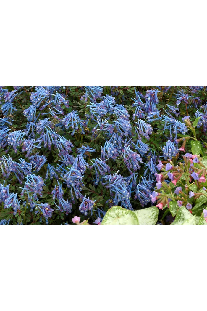Kokorycz 'Blue Heron' Corydalis