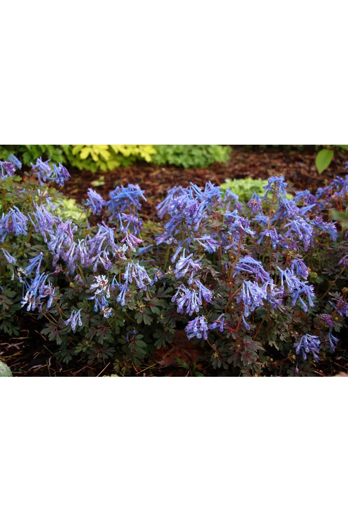 Kokorycz 'Blue Heron' Corydalis