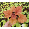 Żurawka 'Rio' | Heuchera