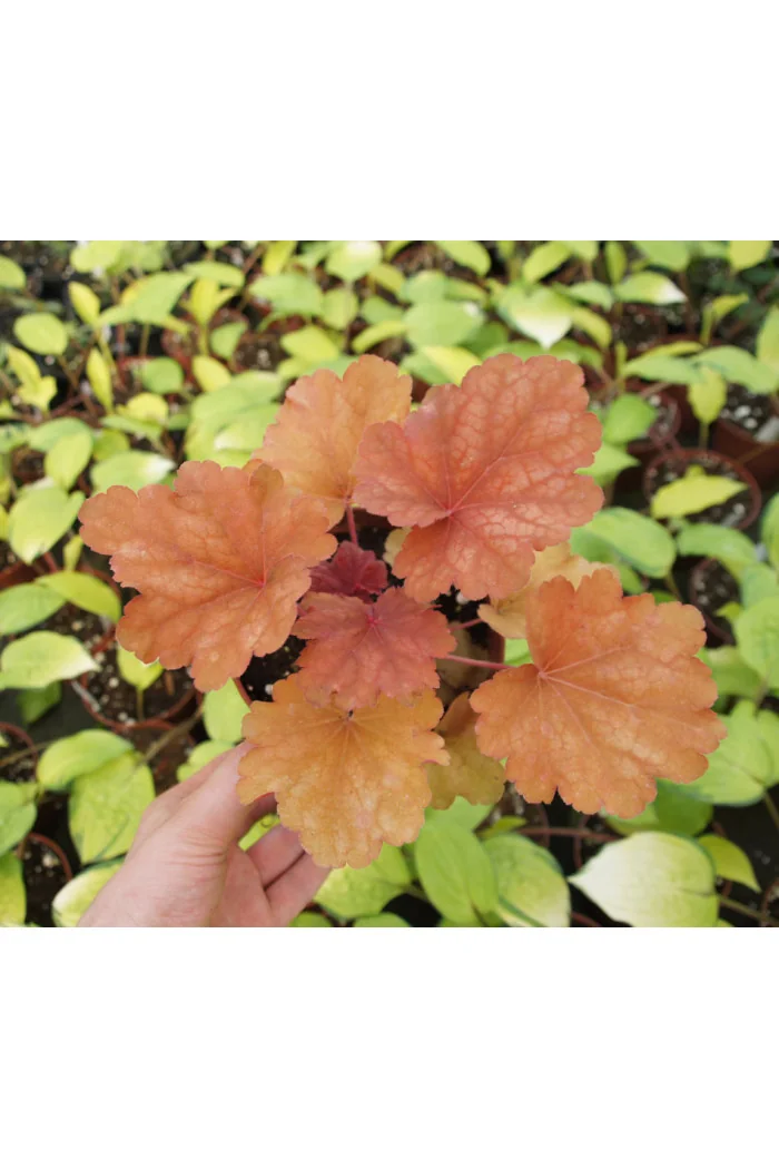 Żurawka 'Rio' | Heuchera