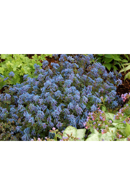 Kokorycz 'Blue Heron' Corydalis