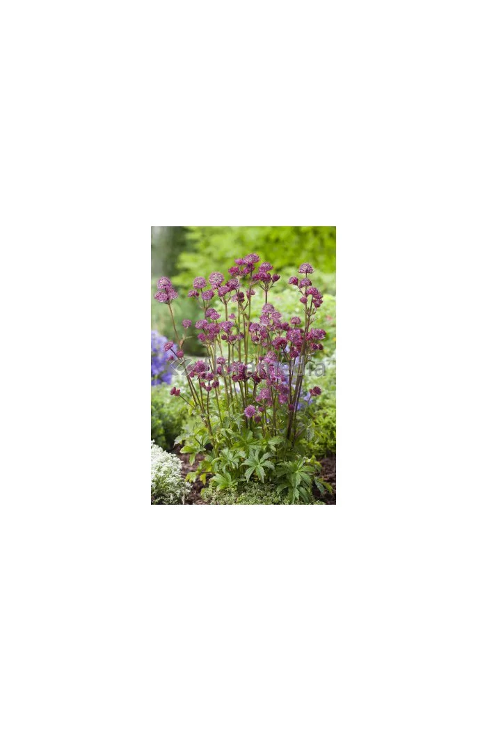 Jarzmianka 'Star of Fire' | Astrantia