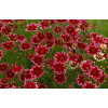 Nachyłek 'Ruby Frost' | Coreopsis