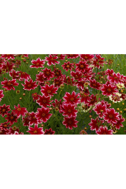 Nachyłek 'Ruby Frost' | Coreopsis