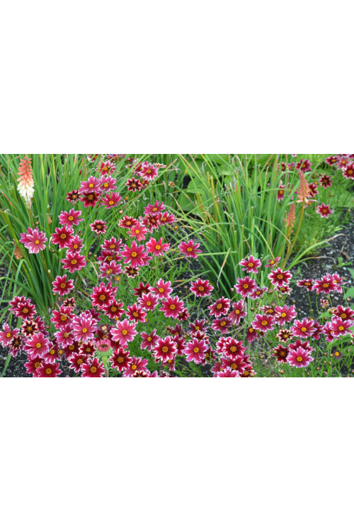 Nachyłek 'Ruby Frost' | Coreopsis