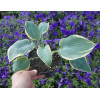 Funkia 'Valley's Glacier' Hosta