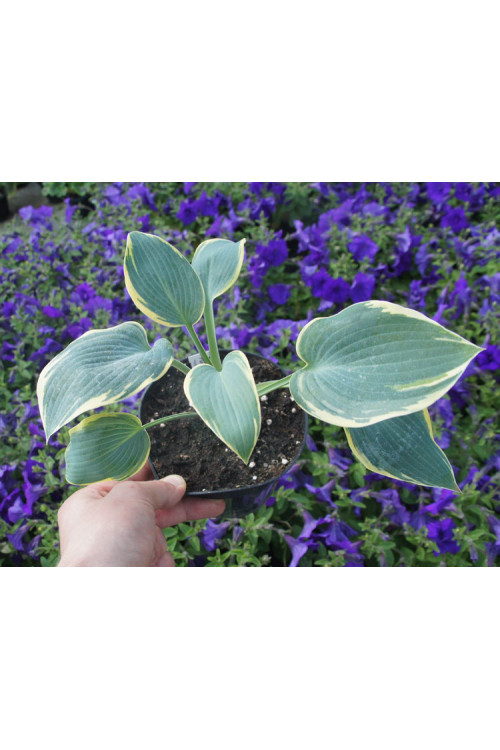 Funkia 'Valley's Glacier' Hosta
