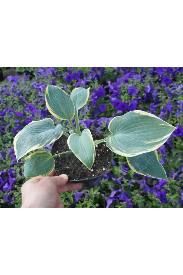 Funkia 'Valley's Glacier' Hosta