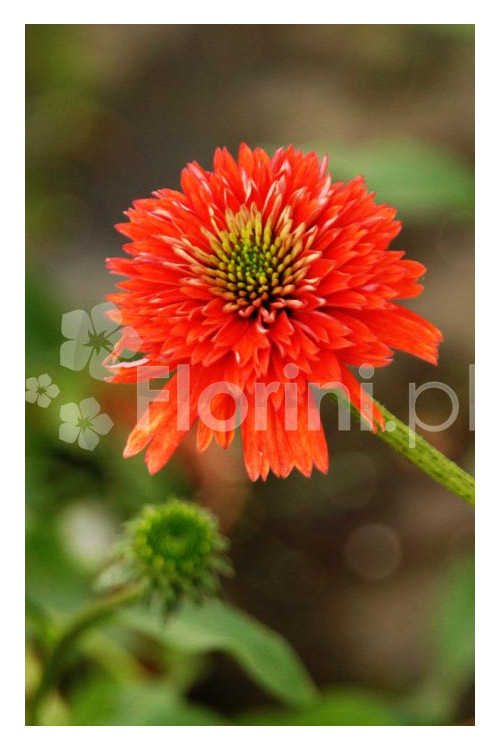 Jeżówka 'Secret Love' Echinacea